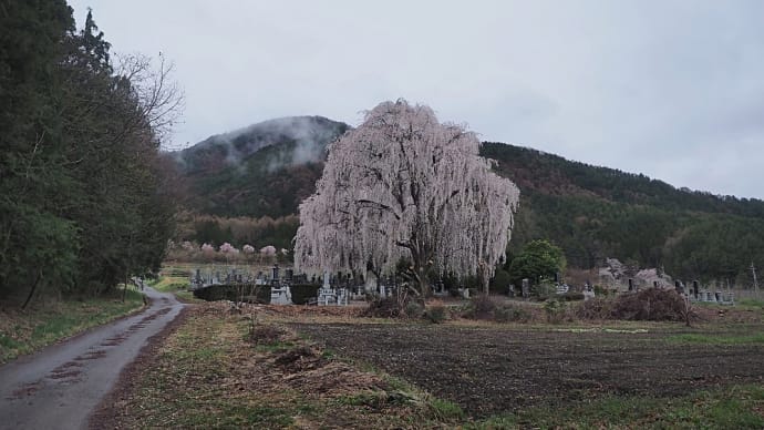 ★安曇野の桜🌸田多井の枝垂れ桜　2021