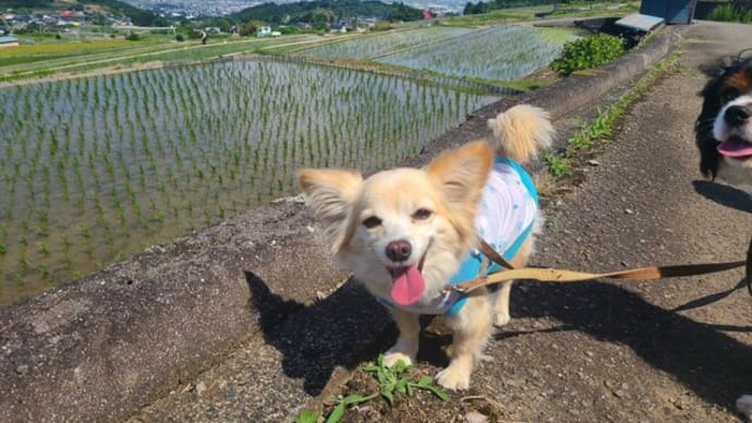 ｢中野の棚田｣は絶景だ～6月山梨･長野の旅⑫