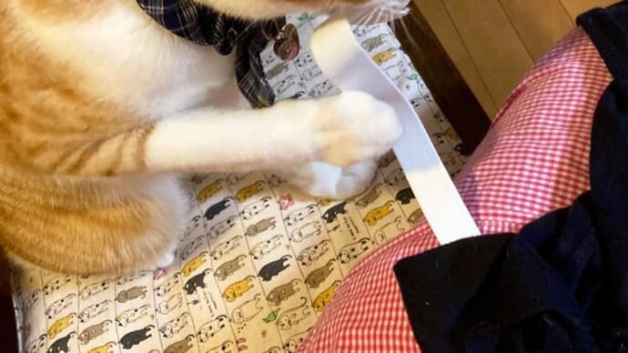 3月24日 ゴム通しを邪魔するオトコ