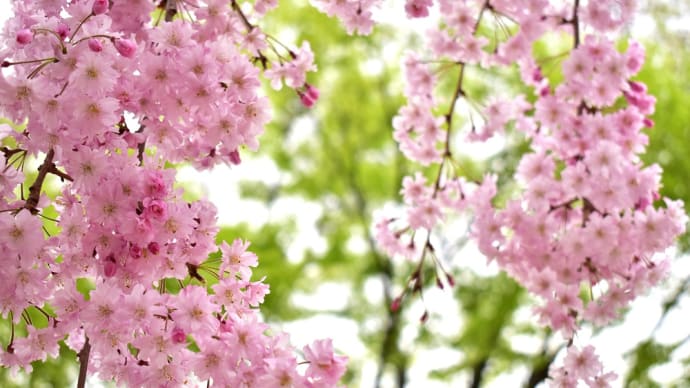 桜色と萌黄色のやさしい春景色。