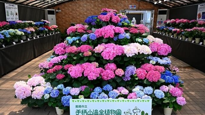 手柄山温室植物園(姫路市)西洋アジサイ展