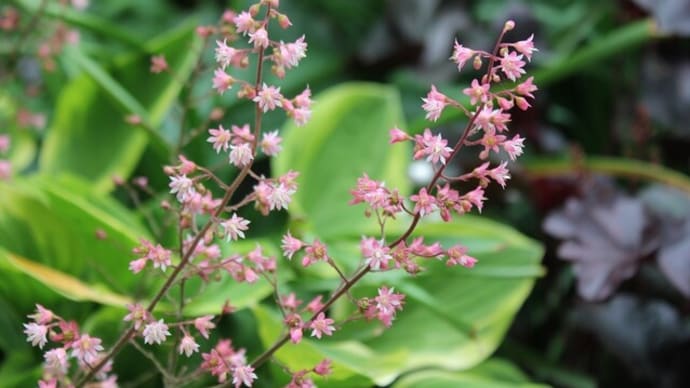 今が一番植物が賑わってる