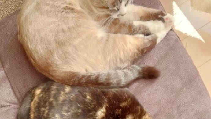 カーテンと窓ガラスの間