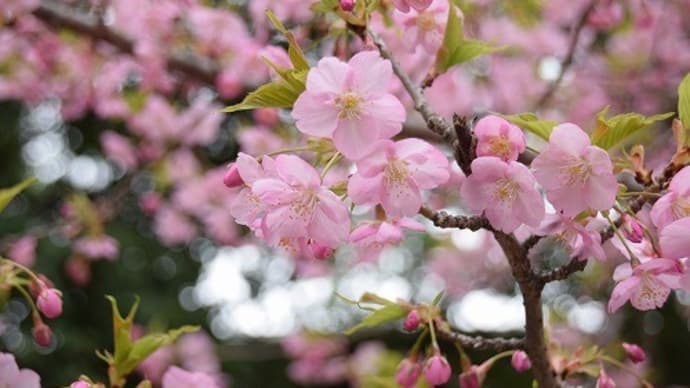 鶴見緑地公園 河津桜とオカメ桜