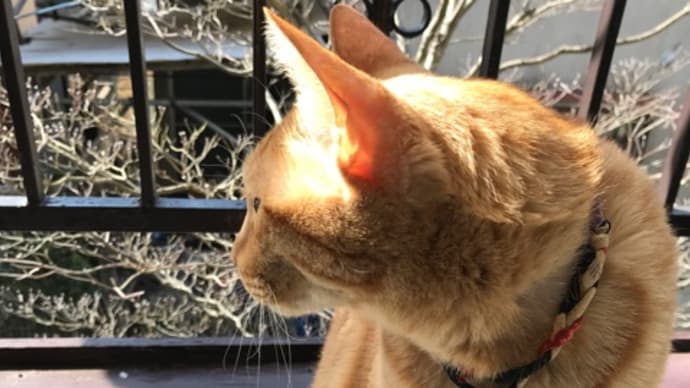 日向の猫と巣ごもり猫