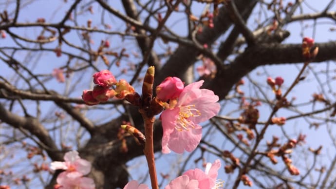 ご近所で河津桜を見つけて