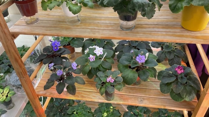 セントポーリア ぼちぼち開花