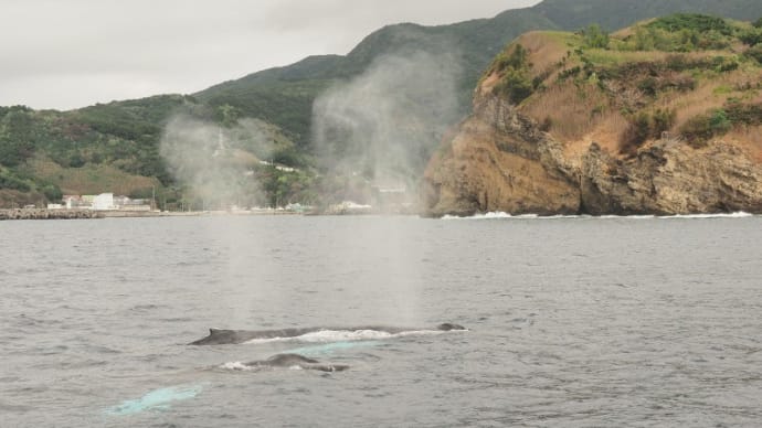 母島のPTA活動-ホエールウォッチング
