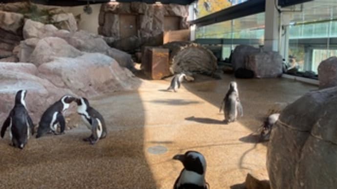 京都水族館3