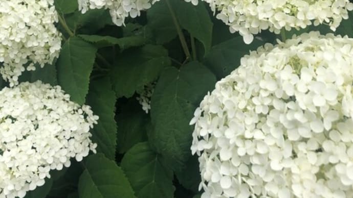 白いあじさい