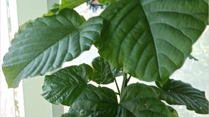 鉢の移動とフィカスウンベラータの植え替え*