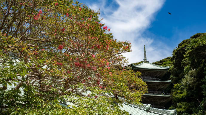 寒蝉鳴【龍口寺】残暑お見舞い申し上げます