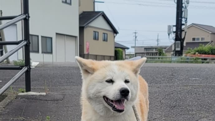 涼しいと犬の状態も良い🤔