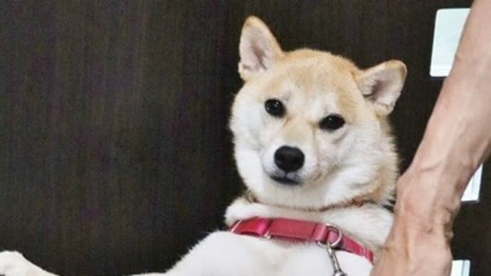 愛犬小春 近況報告!・・・暑いね