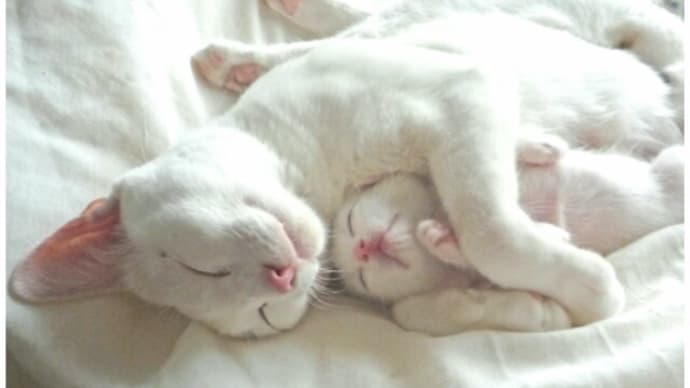 母さん猫へ捧げる詩