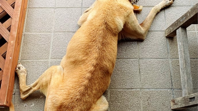 相棒🐕さん。
