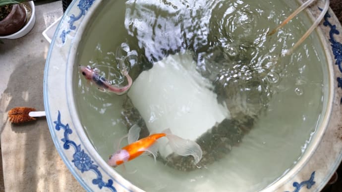 水換えしました