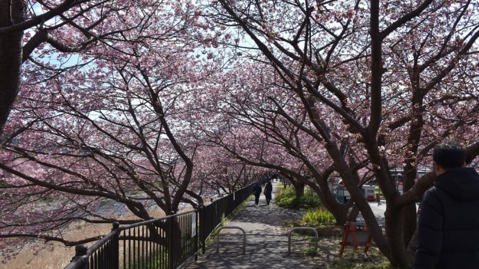 河津桜 静岡県河津町 第30回 河津桜まつり(16)音蔵の桜