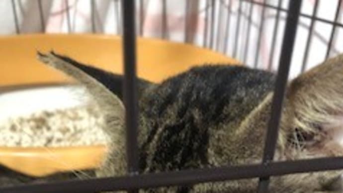 地域猫活動への第一歩