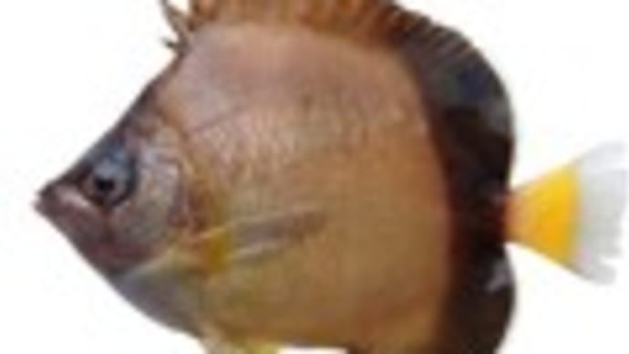 シラコダイ