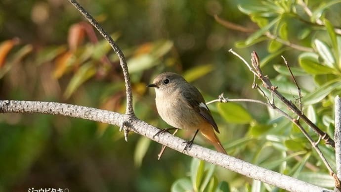 04/05探鳥記録写真-2:はまゆう公園の鳥たち(ジョウビタキ♀、ホオジロ、カワラヒワ、)