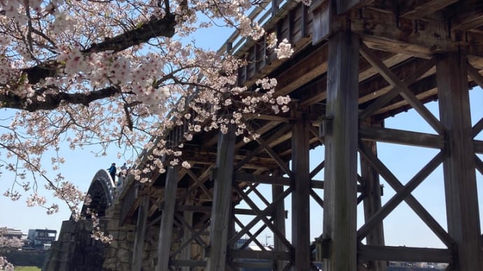 桜100選 14•15/100 錦帯橋(山口県)湯ノ山温泉のしだれ桜(広島県)