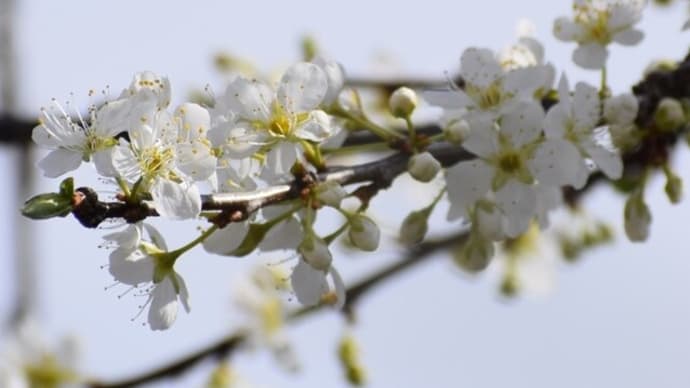 スモモの花