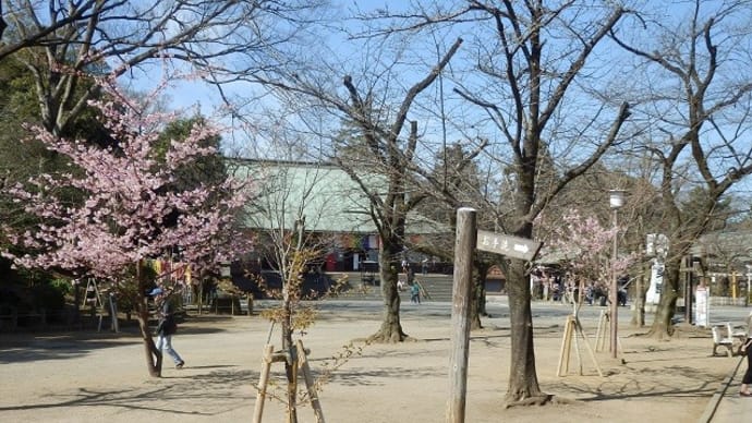 喜多院の河津桜は満開に／花に混ざって葉も開きつつ（喜多院）