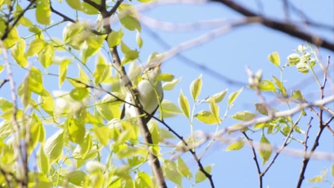 5月1日 GWは、やはり探鳥から。