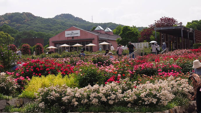 とても美しかった薔薇公園