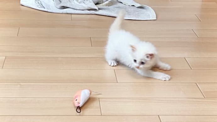 保護猫生活14日目　DAISOねずみオモチャの遊び方完成！