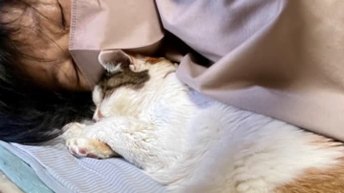 愛しい日々