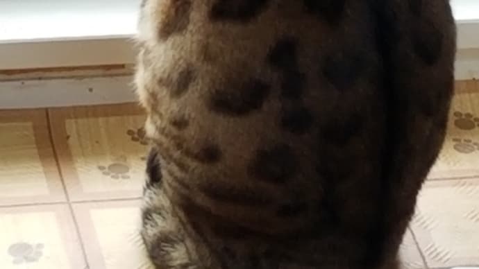 ペア*´∀`)(´∀`*ピンキー