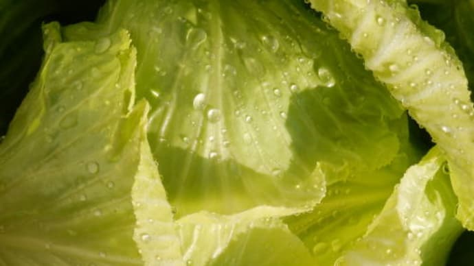 春野菜