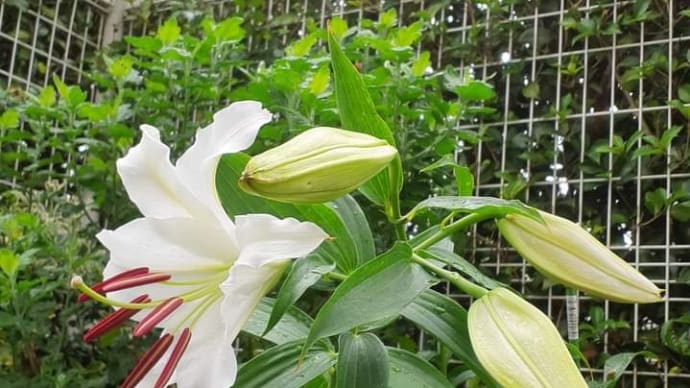 カサブランカ🏵️🌿✴️