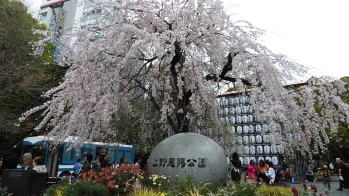 桜が見頃になって上野公園へ
