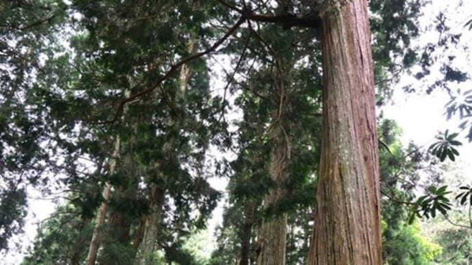 聖火みたいな変形菌