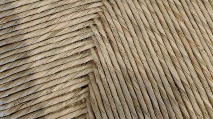 太藺（フトイ）の栽培　新たな座面編み材料