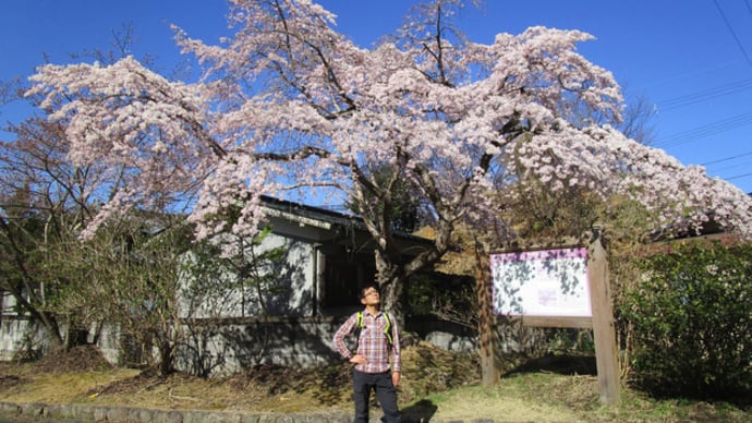 春の吉野山 お花見ハイキング ！