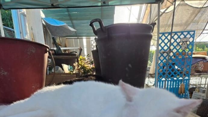 暑い暑い☀