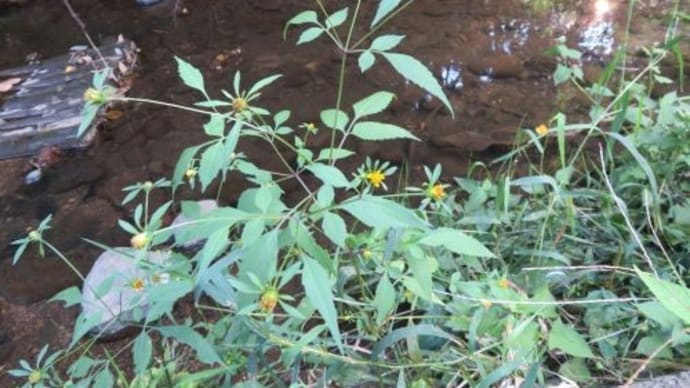 亜米利加栴檀草