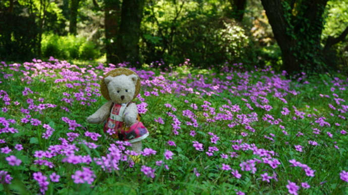 6月1日から開園になった「京都府立植物園」。バラ園や花菖蒲園などもまだ見られます。