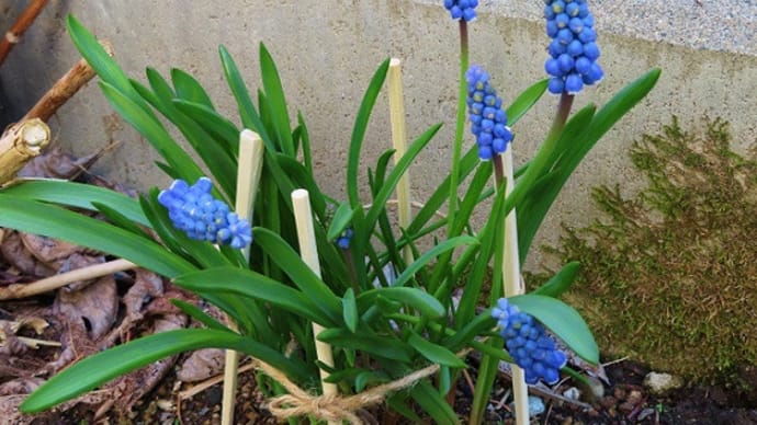 春の花ポツリ 々 開花宣言もこの寒さじゃ((+_+))