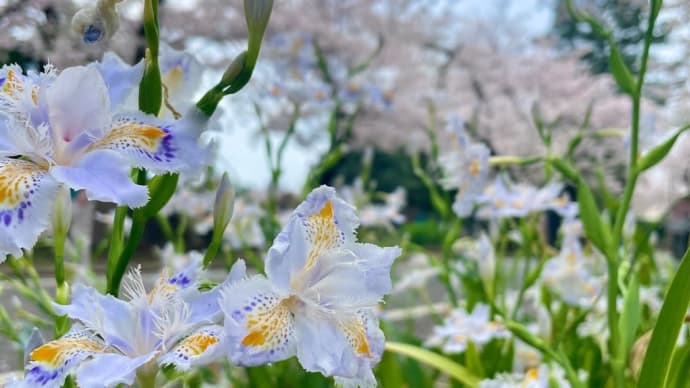 谷中界隈お花見散歩