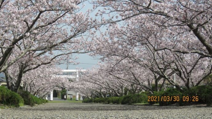 安房神社の桜満開