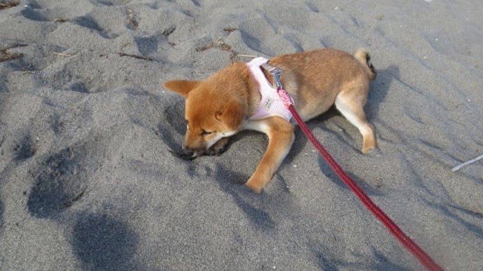 柴犬『ひのき』 砂にへばりつく