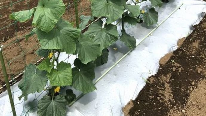 新農園のきゅうり