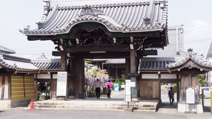 藤の花と牡丹を見に行きました①