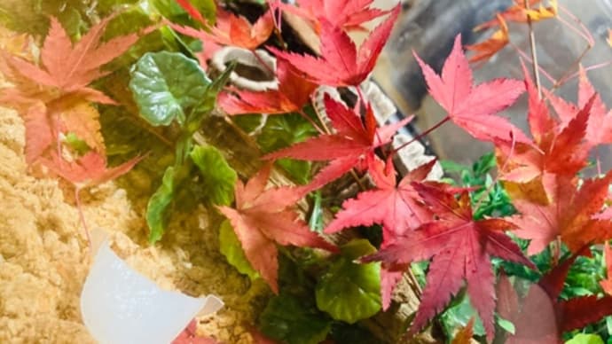 クワリウム秋仕様紅葉