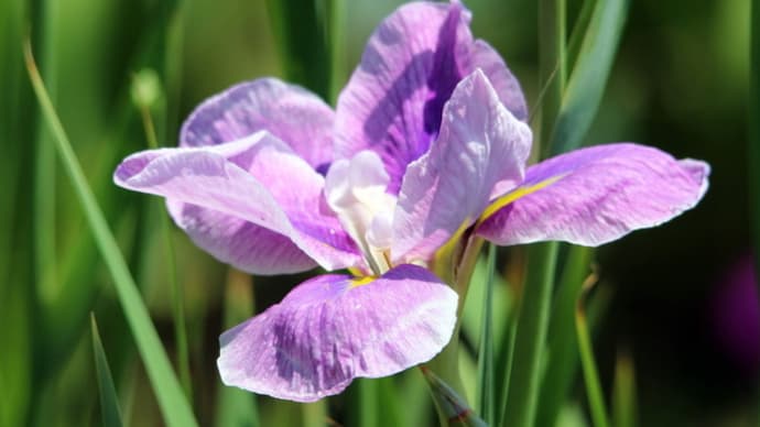 花しょうぶ(庄内緑地公園 2021年6月9日)